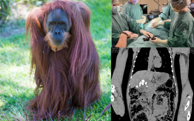 Innovex swings into action for orangutan operation